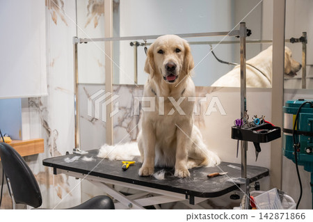 A Labrador dog undergoing an express shedding procedure at a grooming salon. A Labrador dog undergoing an express shedding procedure at a grooming salon. 142871866