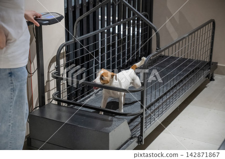 A Jack Russell Terrier runs on a treadmill. 142871867