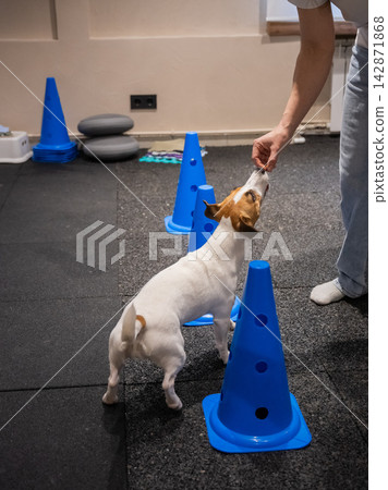 A dog performs the snake command with a dog handler.  142871868