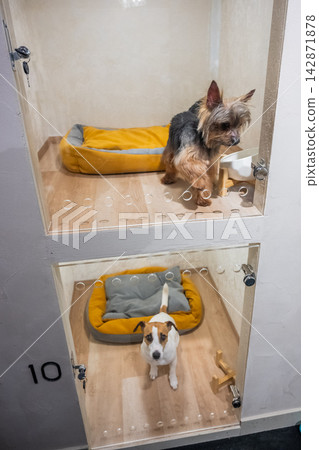 A Jack Russell Terrier and a Yorkshire Terrier sit behind a glass door at a pet hotel or shelter. A Jack Russell Terrier and a Yorkshire Terrier sit behind a glass door at a pet hotel or shelter. 142871878