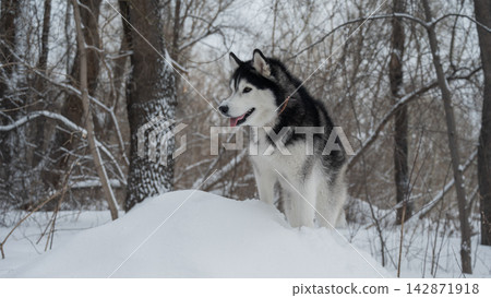 Siberian husky standing on snowdrift in winter forest Siberian husky standing on snowdrift in winter forest 142871918