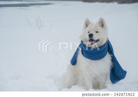 A Samoyed dog wearing a knitted scarf takes a walk in winter. A Samoyed dog wearing a knitted scarf takes a walk in winter. 142871922