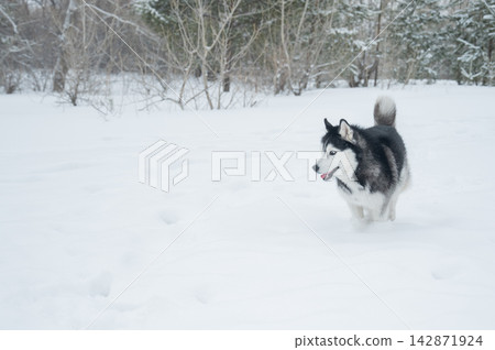 Siberian husky dog running away in deep snow towards winter forest Siberian husky dog running away in deep snow towards winter forest 142871924