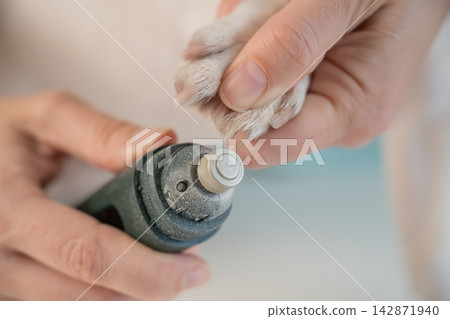 A veterinarian files a dog's nails with a grinder. Grooming salon. A veterinarian files a dog's nails with a grinder. Grooming salon. 142871940