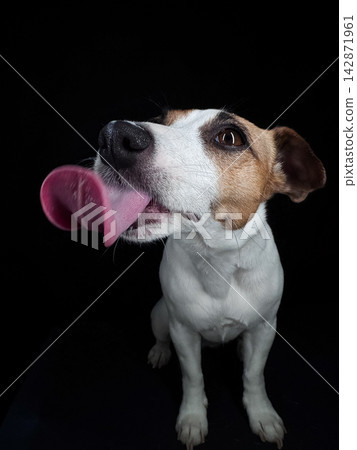 Close-up portrait of a Jack Russell Terrier licking its nose on a black background. Close-up portrait of a Jack Russell Terrier licking its nose on a black background. 142871961