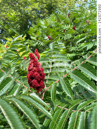 Red Staghorn Sumac blooms at Minnesota Landscape Arboretum Red Staghorn Sumac blooms at Minnesota Landscape Arboretum 142871980