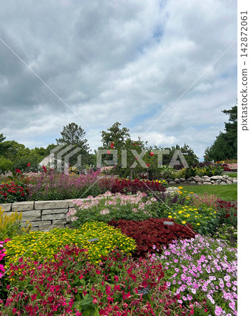 Colorful terraced flower garden at the Minnesota Landscape Arboretum 142872061