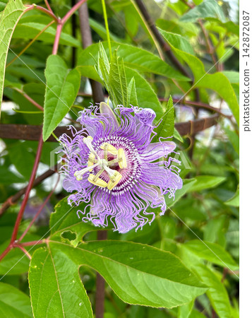 Purple Passion Flower blooming on a vine at an arboretum Purple Passion Flower blooming on a vine at an arboretum 142872087