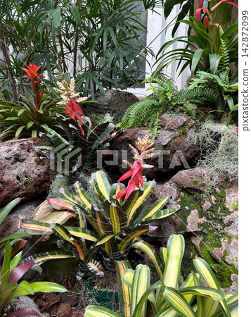 Exotic bromeliad and tropical plant display in a conservatory Exotic bromeliad and tropical plant display in a conservatory 142872099