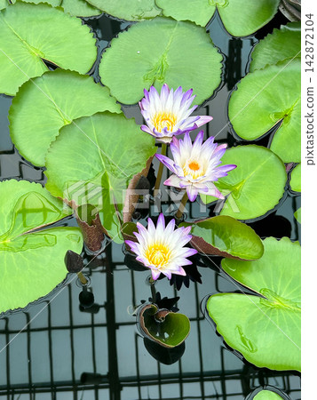 Three blooming purple and white water lilies in a pond Three blooming purple and white water lilies in a pond 142872104