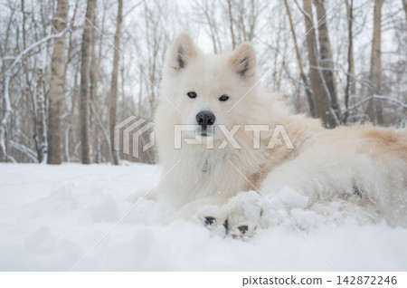 A portrait of a Samoyed dog on a walk in winter. A portrait of a Samoyed dog on a walk in winter. 142872246