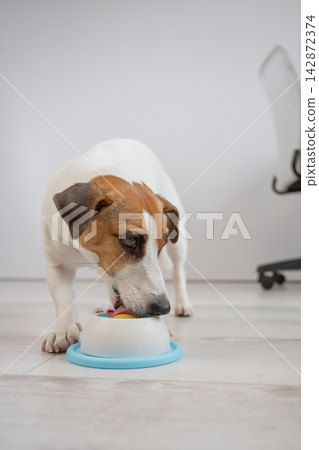 A Jack Russell Terrier dog licks a lick toy. 142872374