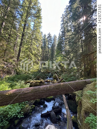 A flowing stram surrounded by greenery on the Silver Falls Loop Trail, WA. A flowing stram surrounded by greenery on the Silver Falls Loop Trail, WA. 142872381