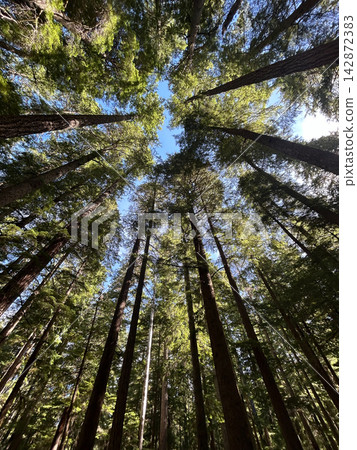 Looking up at towering evergreen trees and canopy in Washington Looking up at towering evergreen trees and canopy in Washington 142872383