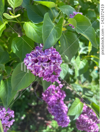 Vibrant purple lilac flower cluster blooming on a bush Vibrant purple lilac flower cluster blooming on a bush 142872419
