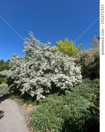 White flowering shrub along a garden path against a blue sky White flowering shrub along a garden path against a blue sky 142872425