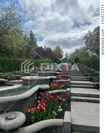 Tiered Fountain with Tulips and Manicured Hedges in a Lush Garden Setting. Tiered Fountain with Tulips and Manicured Hedges in a Lush Garden Setting. 142872431