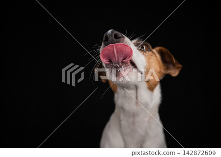 Close-up portrait of a Jack Russell Terrier licking its nose on a black background. Close-up portrait of a Jack Russell Terrier licking its nose on a black background. 142872609