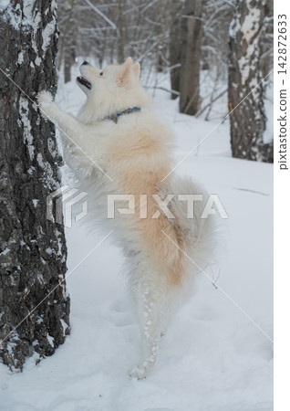 A Samoyed dog stood on a birch tree during a winter walk. A Samoyed dog stood on a birch tree during a winter walk. 142872633