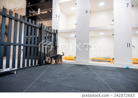 A Yorkshire Terrier in a veterinary clinic's daycare center. 142872683