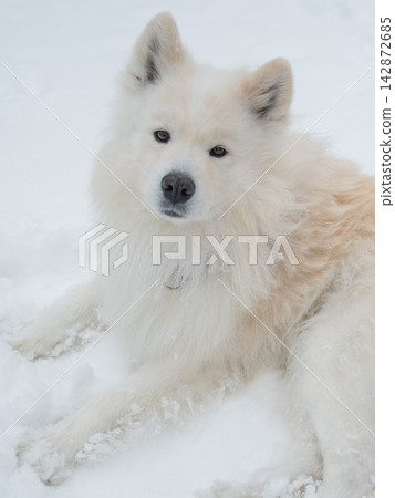 A portrait of a Samoyed dog on a walk in winter.  142872685