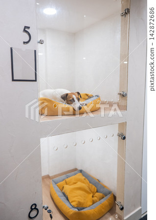 A Jack Russell Terrier in a capsule hotel for pets. The dog is behind a glass door. 142872686