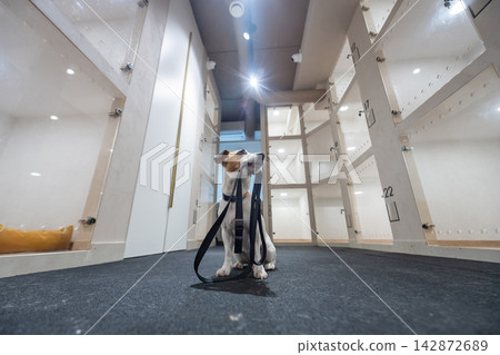 A Jack Russell Terrier dog in a capsule hotel for pets. The dog waits for its owner with a leash in its mouth. A Jack Russell Terrier dog in a capsule hotel for pets. The dog waits for its owner with a leash in its mouth. 142872689