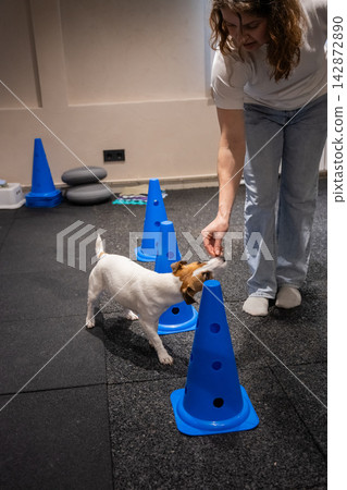 A dog performs the snake command with a dog handler. A dog performs the snake command with a dog handler. 142872890