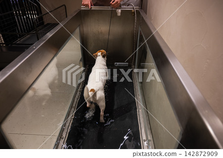 A Jack Russell Terrier walks on a treadmill in the water. Animal rehabilitation. A Jack Russell Terrier walks on a treadmill in the water. Animal rehabilitation. 142872909