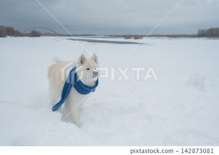 A Samoyed dog wearing a knitted scarf takes a walk in winter. A Samoyed dog wearing a knitted scarf takes a walk in winter. 142873081