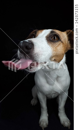 Close-up portrait of a Jack Russell Terrier licking its nose on a black background. Close-up portrait of a Jack Russell Terrier licking its nose on a black background. 142873155