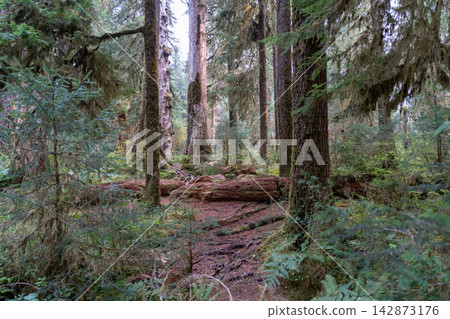 A great view of ferns and trees covered with moss in the Hoh Rainforest. A great view of ferns and trees covered with moss in the Hoh Rainforest. 142873176