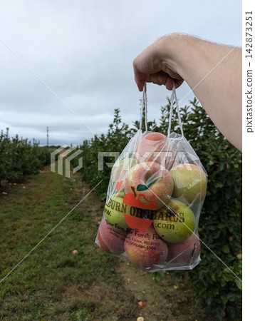 Hand Holding Bag of Fresh Apples at Milburn Orchards on a Cloudy Fall Day Hand Holding Bag of Fresh Apples at Milburn Orchards on a Cloudy Fall Day 142873251