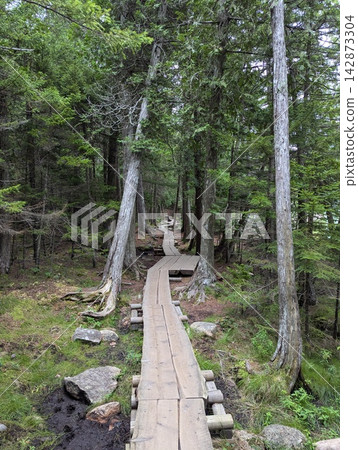 Wooden boardwalk hiking trail through a lush evergreen forest Wooden boardwalk hiking trail through a lush evergreen forest 142873304