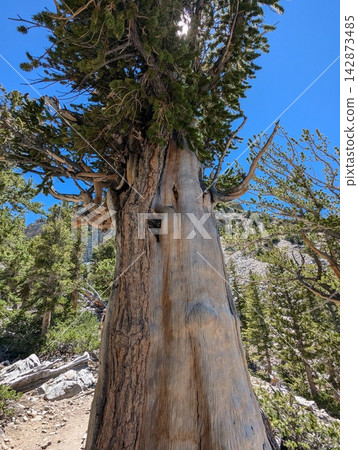 Ancient Bristlecone Pine Tree in Rocky Terrain at Great Basin National Park Ancient Bristlecone Pine Tree in Rocky Terrain at Great Basin National Park 142873485