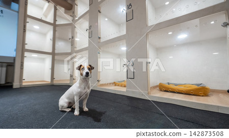 Jack Russell Terrier dog in a capsule hotel for pets. Jack Russell Terrier dog in a capsule hotel for pets. 142873508