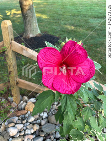 Vibrant pink hibiscus flower by wooden fence in backyard Vibrant pink hibiscus flower by wooden fence in backyard 142873528