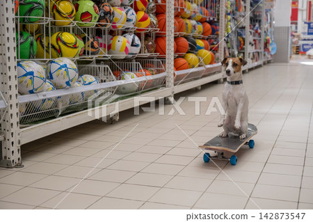 A Jack Russell Terrier rides a longboard at a shopping mall. A Jack Russell Terrier rides a longboard at a shopping mall. 142873547