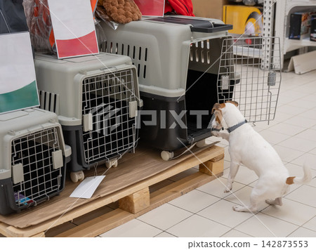A Jack Russell Terrier chooses a travel box at a shopping mall. A Jack Russell Terrier chooses a travel box at a shopping mall. 142873553