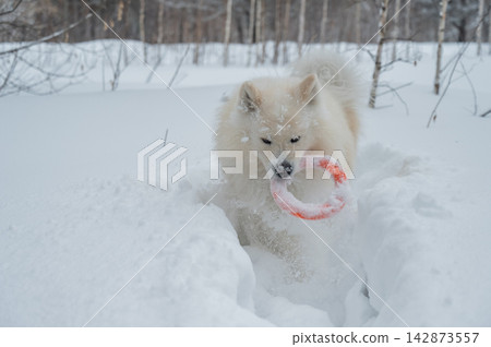 A Samoyed dog plays with a puller on a winter walk. A Samoyed dog plays with a puller on a winter walk. 142873557