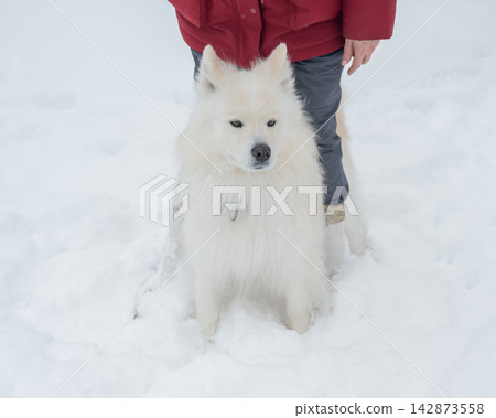 Happy samoyed dog smiling in winter snow Happy samoyed dog smiling in winter snow 142873558
