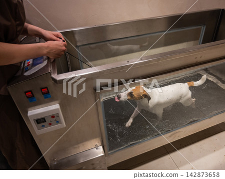 A Jack Russell Terrier walks on a treadmill in the water. Animal rehabilitation. A Jack Russell Terrier walks on a treadmill in the water. Animal rehabilitation. 142873658