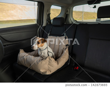 Jack Russell Terrier Dog in a Special Car Seat. Jack Russell Terrier Dog in a Special Car Seat. 142873693