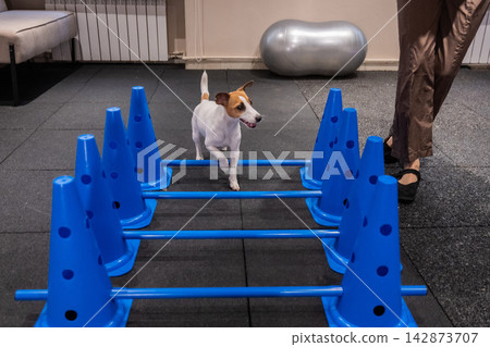 A Jack Russell Terrier jumps over obstacles during an agility lesson. 142873707