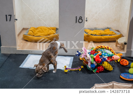 Pet hotel. A Chihuahua pees on a pad at a veterinary clinic's daycare center. Pet hotel. A Chihuahua pees on a pad at a veterinary clinic's daycare center. 142873718