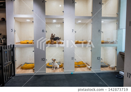 A Jack Russell Terrier and a Yorkshire Terrier sit behind a glass door at a pet hotel or shelter. A Jack Russell Terrier and a Yorkshire Terrier sit behind a glass door at a pet hotel or shelter. 142873719