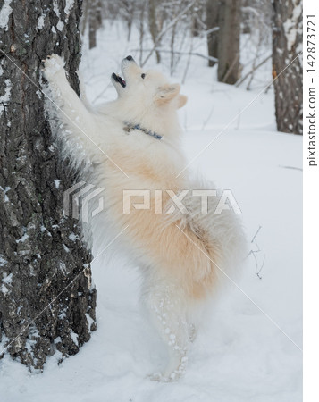 A Samoyed dog stood on a birch tree during a winter walk. A Samoyed dog stood on a birch tree during a winter walk. 142873721