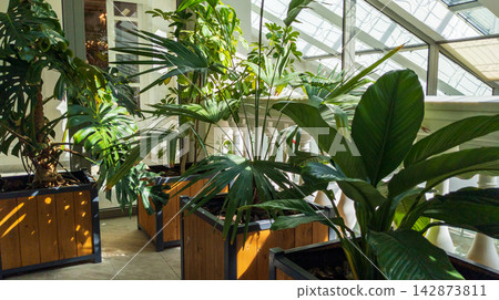 Potted Tropical Plants in Large Wooden Planters Inside Modern Solarium Atrium. Green Interior Design Potted Tropical Plants in Large Wooden Planters Inside Modern Solarium Atrium. Green Interior Design 142873811