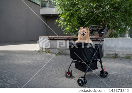 Cute spitz dog in pet stroller outdoors. Cute spitz dog in pet stroller outdoors. 142873843