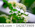 White jasmine flower blossom outdoors blooming with green leaf bringing serene peaceful mood and freshness to natural garden 142873909